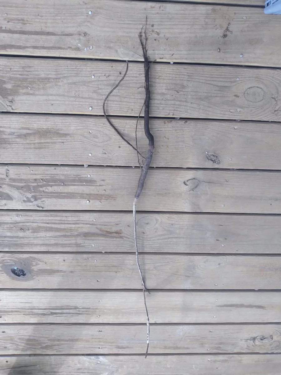 Black Walnut Tree – Bare Root Live Plant – 2 Pack, 18-24 inches Tall – Outdoor - Image 3