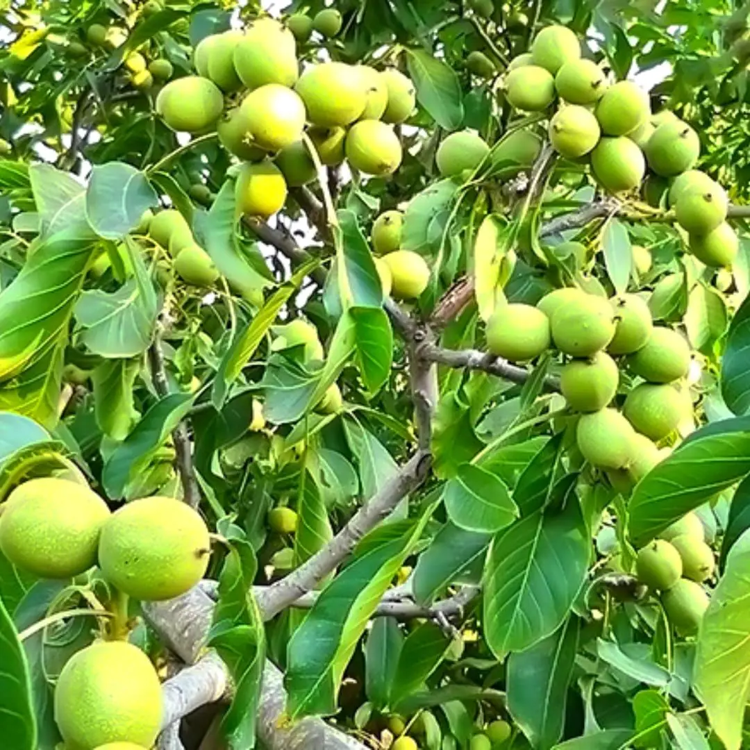 Black Walnut Tree Live Plant - 1 Year Old, 6-12" Tall, 4" Pot, Cold Hardy - Image 2