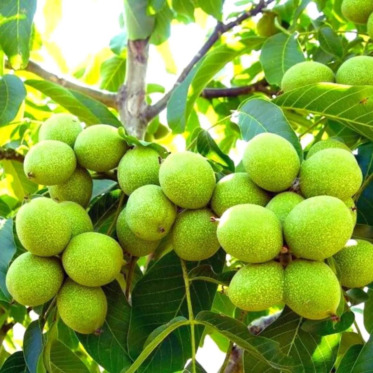 Black Walnut Tree Live Plant - 1 Year Old, 6-12" Tall, 4" Pot, Cold Hardy - Image 4