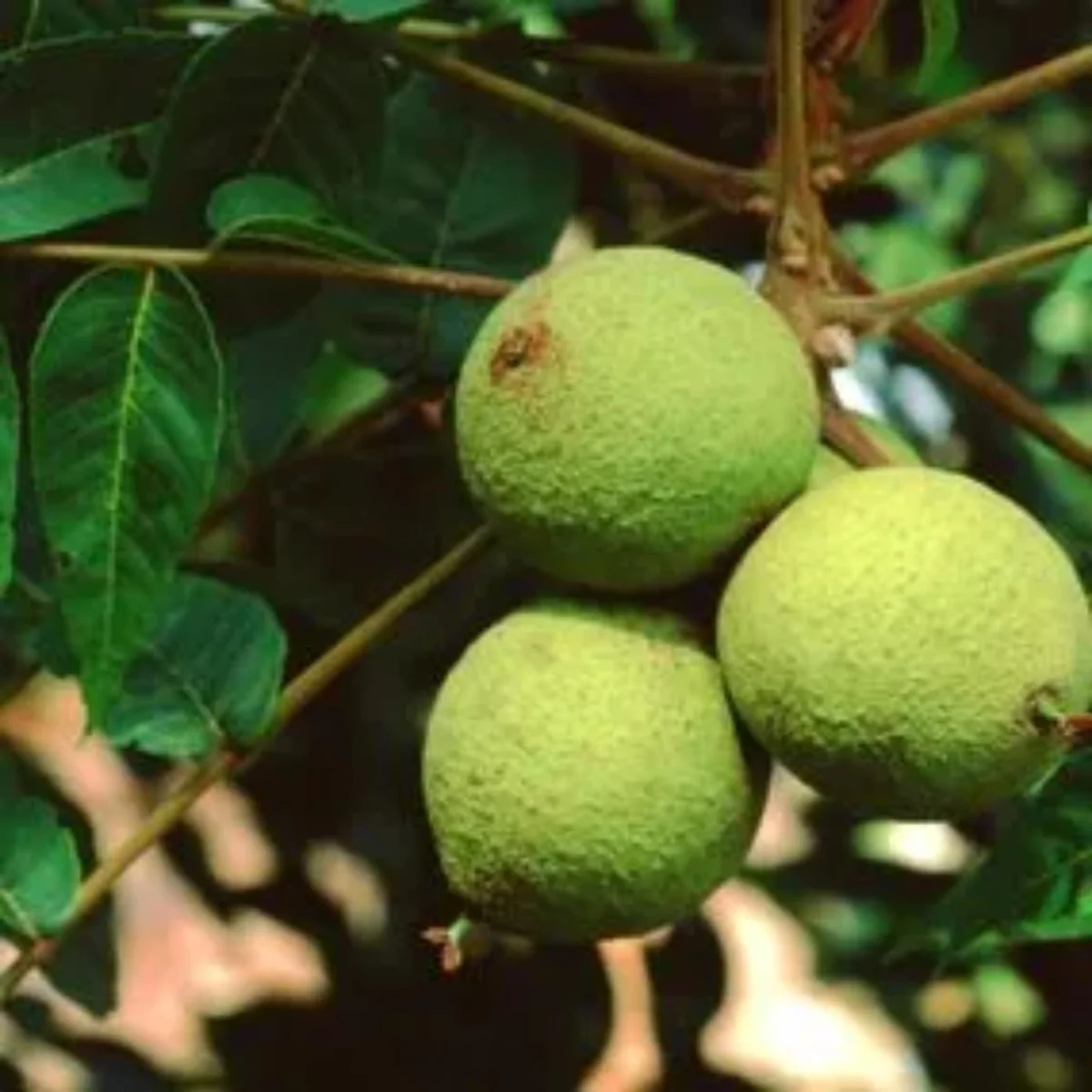 Black Walnut Tree Live Plant - 1 Year Old, 6-12" Tall, 4" Pot, Cold Hardy - Image 6