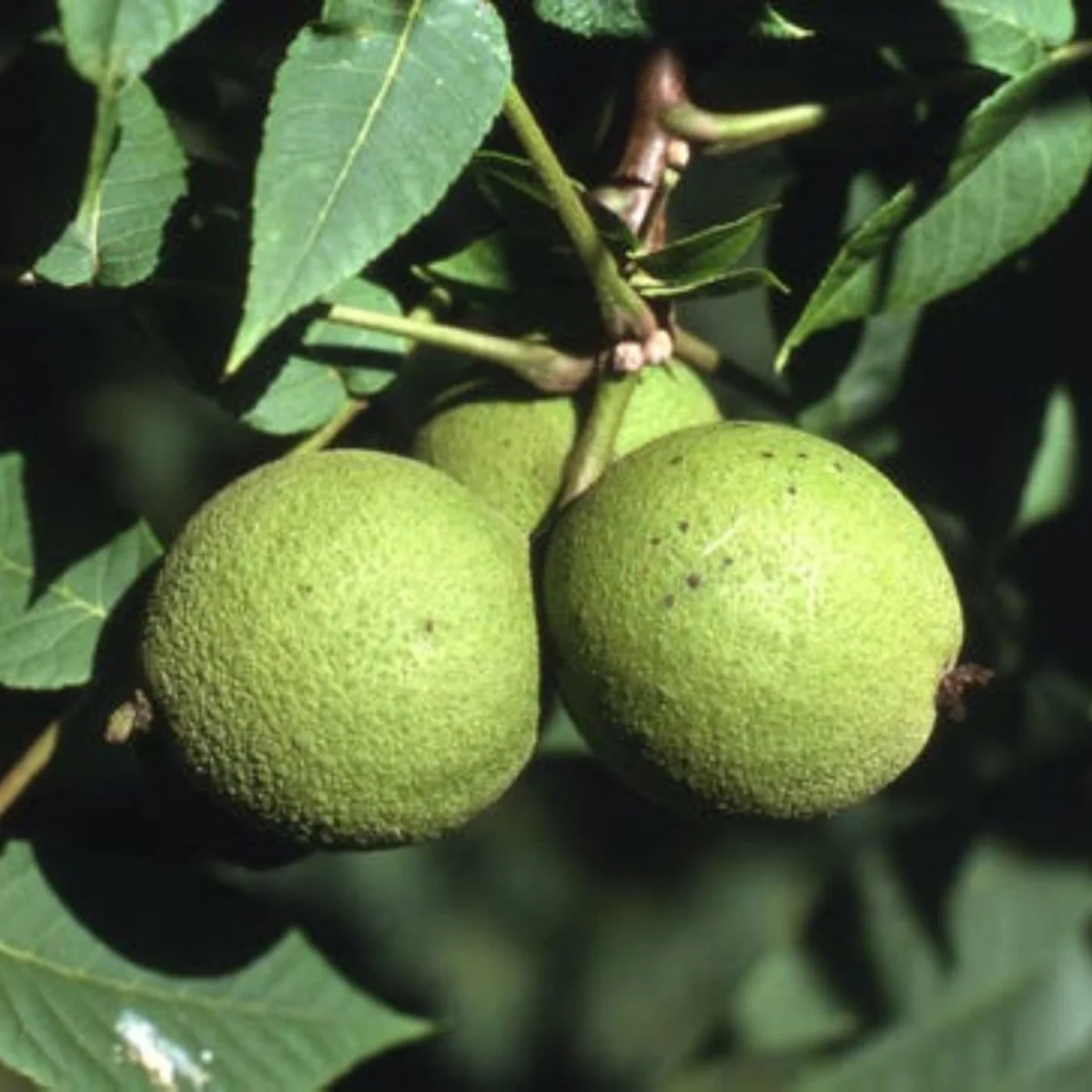 Black Walnut Tree Live Plant - 1 Year Old, 6-12" Tall, 4" Pot, Cold Hardy - Image 7