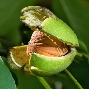 Black Walnut Tree Live Plant – 12-18" Tall – 4-Inch Pot – Nut Producing & Fall Color - Image 2