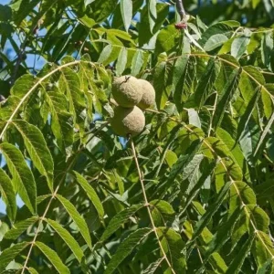 Black Walnut Tree Live Plant – 12-18