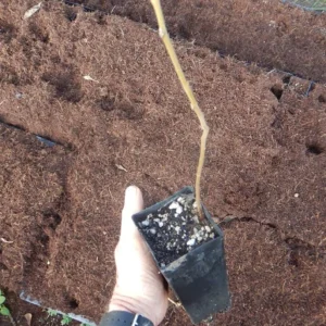 Black Walnut Tree Live Plant – 12-18