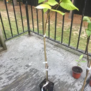 Black Walnut Tree Live Plant – 12-18