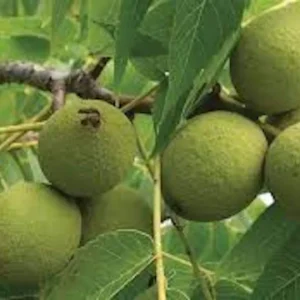 Black Walnut Tree Live Plant - Juglans nigra - 12-24in Tall Bare Root - Outdoor - Image 3