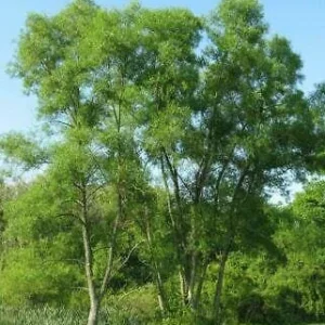Black Willow (Salix Nigra) 2 Bare-root Plant - Fast Growing Shade Tree - Image 2