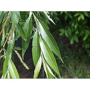 Black Willow (Salix Nigra) 2 Bare-root Plant - Fast Growing Shade Tree - Image 3