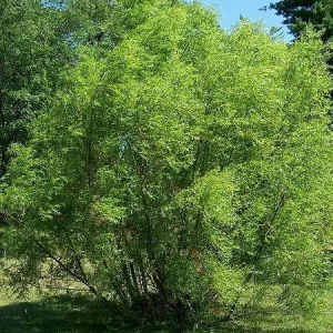Black Willow (Salix Nigra) 2 Bare-root Plant - Fast Growing Shade Tree - Image 4