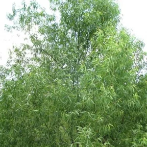 Black Willow (Salix Nigra) 2 Bare-root Plant - Fast Growing Shade Tree - Image 6