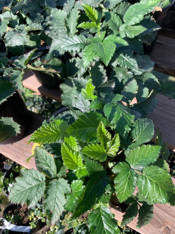 Blackberry Prime Ark Freedom Live Plant - Thornless, 1 Gallon Pot, Outdoor - Image 2