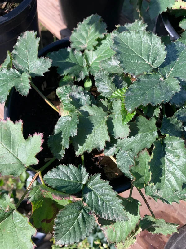 Blackberry Prime Ark Freedom Live Plant - Thornless, 1 Gallon Pot, Outdoor - Image 3