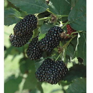 Blackberry Prime Ark Freedom Live Plant - Thornless, 1 Gallon Pot, Outdoor - Image 1