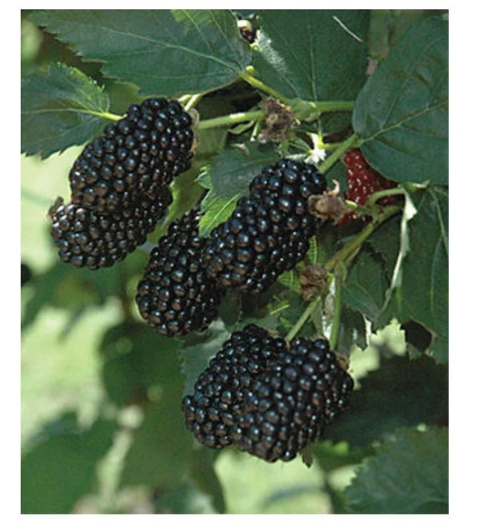 Blackberry Prime Ark Freedom Live Plant - Thornless, 1 Gallon Pot, Outdoor - Image 1