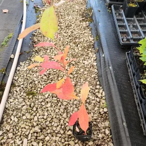 Blackgum Tree (Nyssa Sylvatica) Live Plant - 4 inch Container, 6-12 inch Height, Outdoor - Image 4