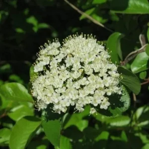 Blackhaw Viburnum Live Plant – 6-12" Tall Seedling – 4" Pot – Viburnum prunifolium - Image 2