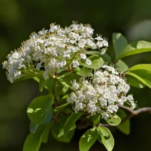 Blackhaw Viburnum Live Plant – 6-12