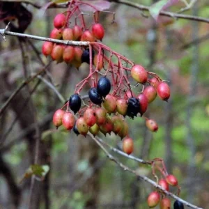 Blackhaw Viburnum Live Plant – 6-12
