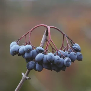 Blackhaw Viburnum Live Plant – 6-12