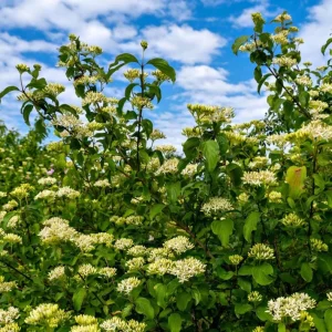 Blackhaw Viburnum Live Plant – 6-12