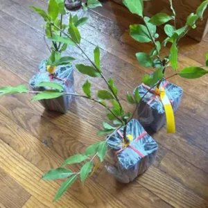 Blackhaw Viburnum Live Plant – 6-12