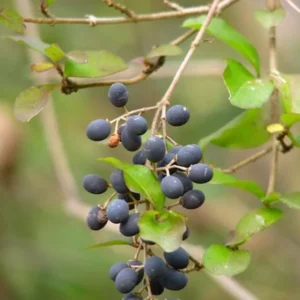 Blackhaw Viburnum Live Plant Set - 6-12