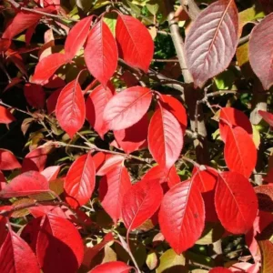 Blackhaw Viburnum Live Plant Set - 6-12