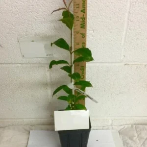 Blackhaw Viburnum Live Plant Set - 6-12