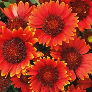 Blanket Flower Starter Plant - Gaillardia Perennial Live Plug - Easy Grow - Image 10