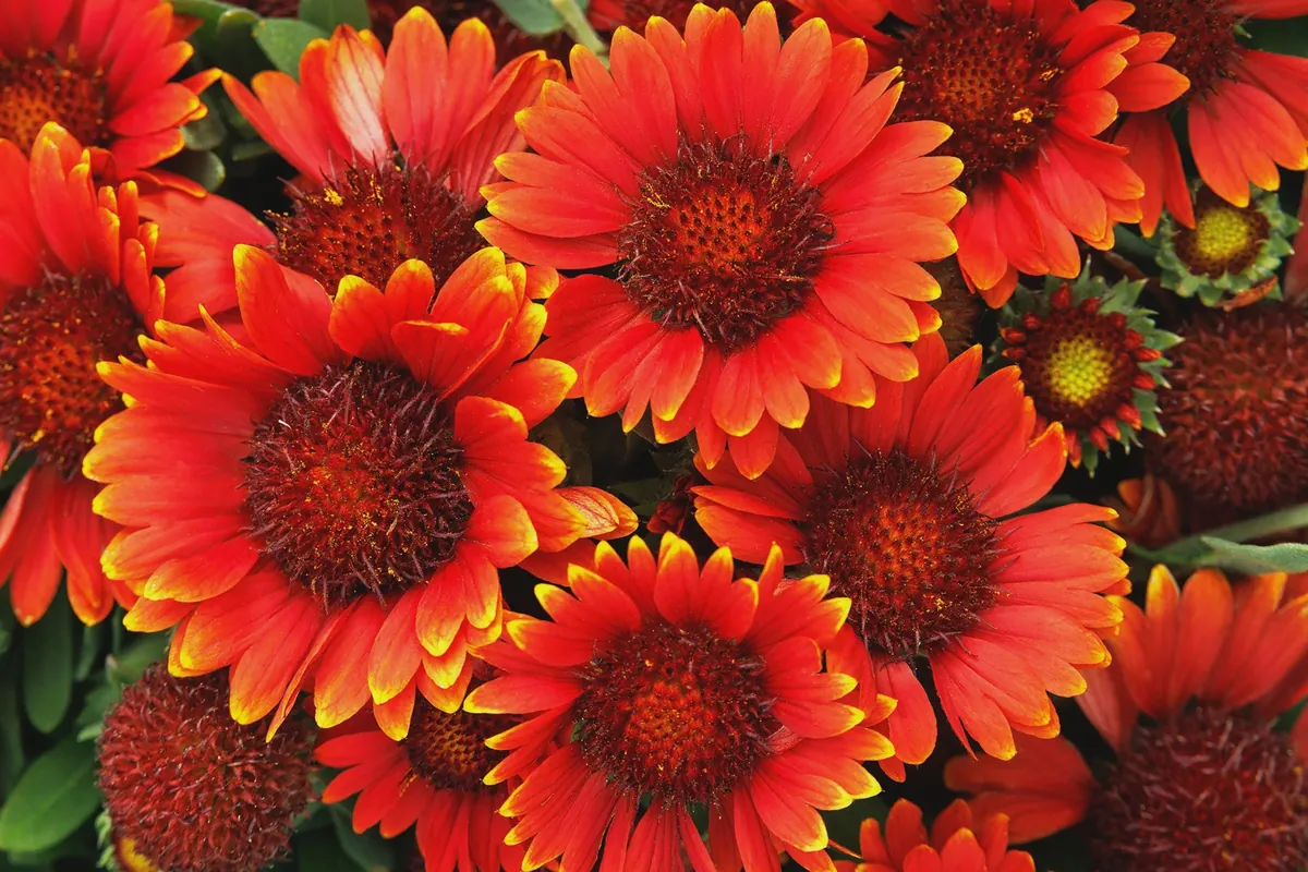 Blanket Flower Starter Plant - Gaillardia Perennial Live Plug - Easy Grow - Image 10