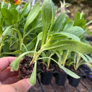Blanket Flower Starter Plant - Gaillardia Perennial Live Plug - Easy Grow - Image 2