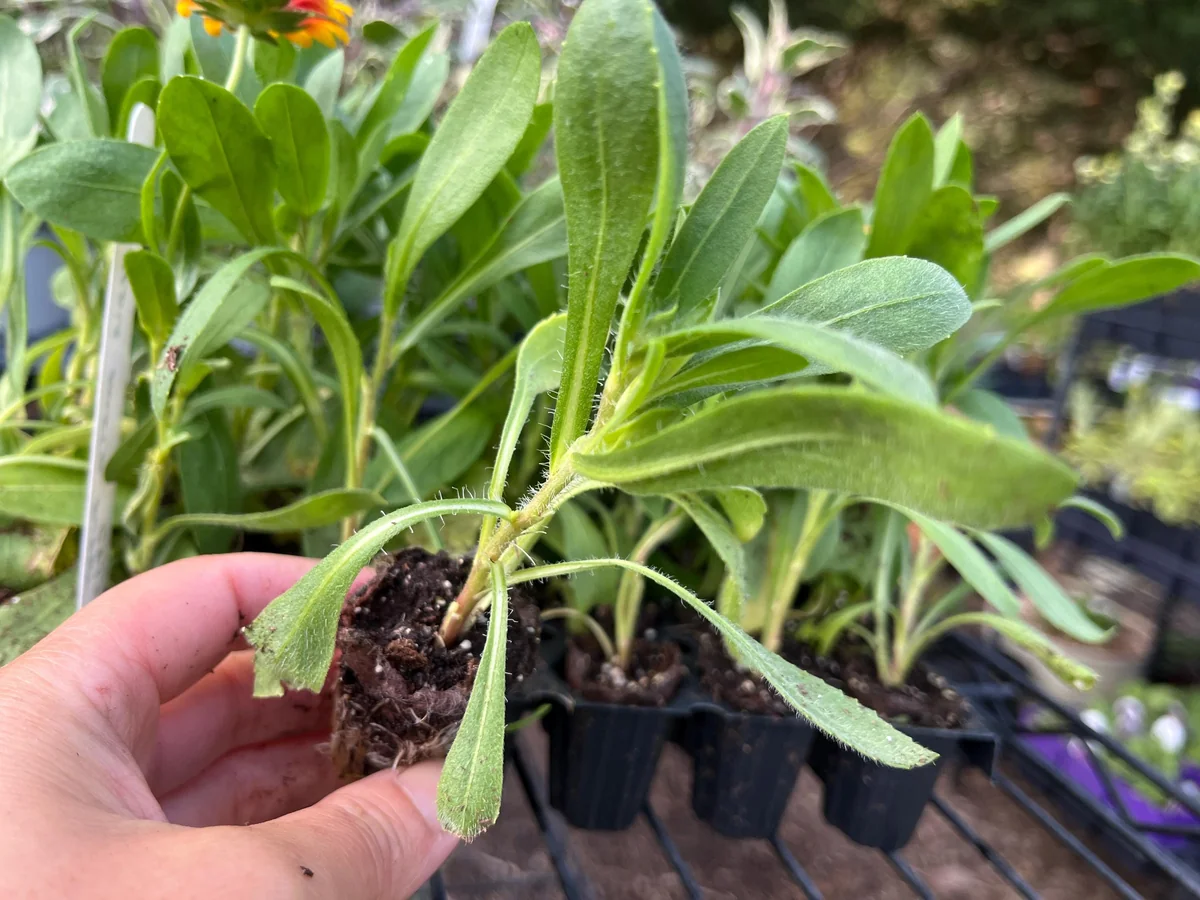 Blanket Flower Starter Plant - Gaillardia Perennial Live Plug - Easy Grow - Image 2