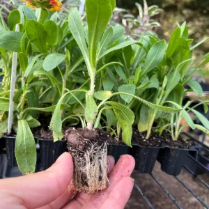 Blanket Flower Starter Plant - Gaillardia Perennial Live Plug - Easy Grow - Image 3