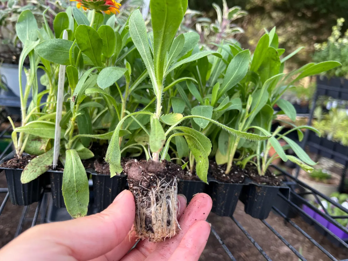 Blanket Flower Starter Plant - Gaillardia Perennial Live Plug - Easy Grow - Image 3