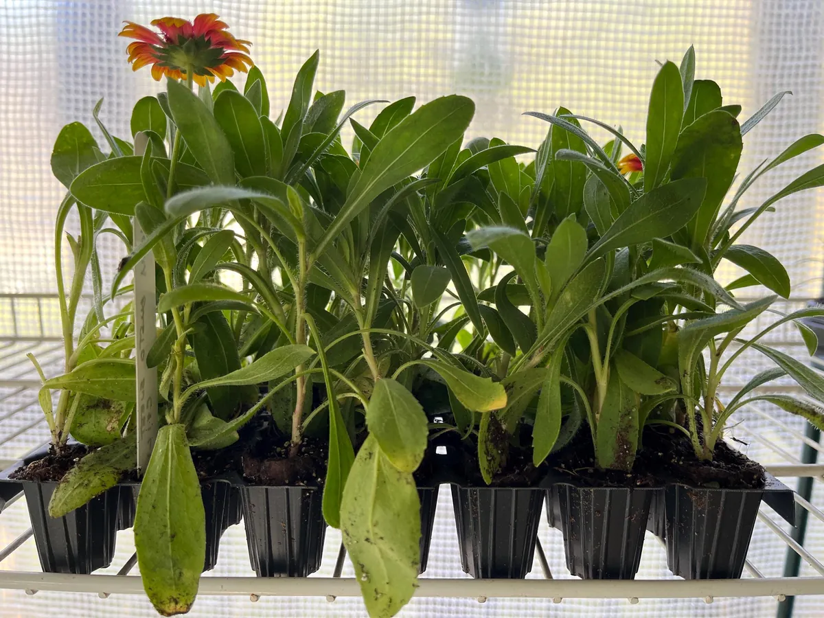 Blanket Flower Starter Plant - Gaillardia Perennial Live Plug - Easy Grow - Image 4
