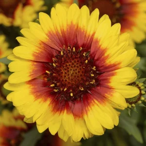 Blanket Flower Starter Plant - Gaillardia Perennial Live Plug - Easy Grow - Image 5