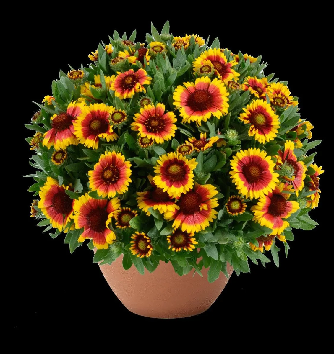 Blanket Flower Starter Plant - Gaillardia Perennial Live Plug - Easy Grow - Image 6