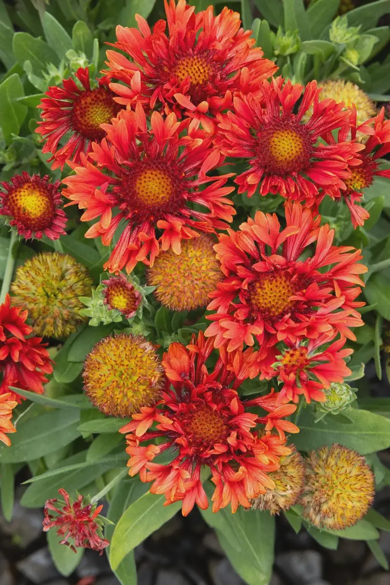 Blanket Flower Starter Plant - Gaillardia Perennial Live Plug - Easy Grow - Image 8