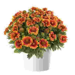 Blanket Flower Starter Plant - Gaillardia Perennial Live Plug - Easy Grow - Image 9