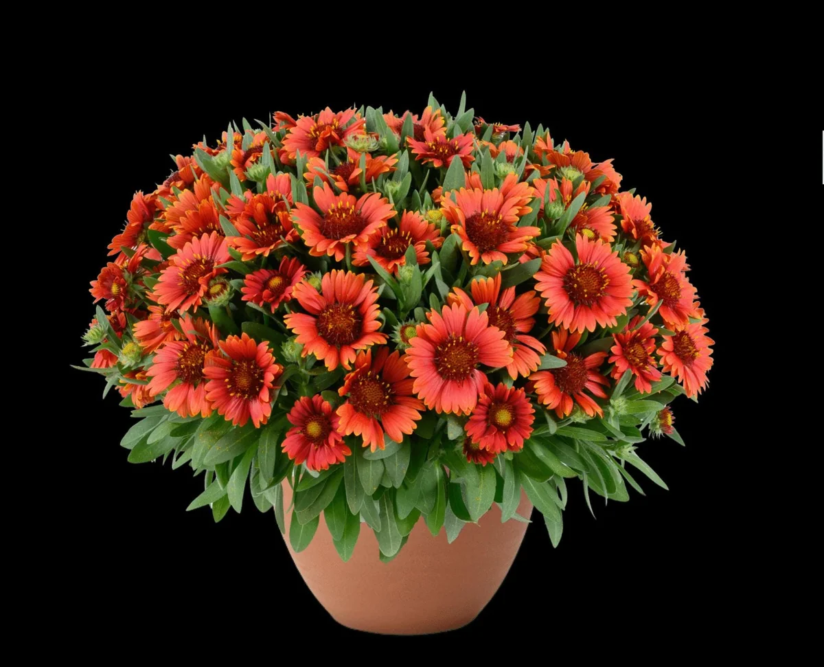 Blanket Flower Starter Plant - Gaillardia Perennial Live Plug - Easy Grow - Image 1