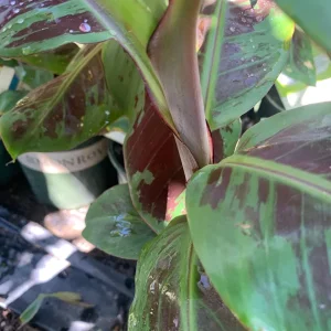 Blood Banana Live Plant - Musa acuminata - 1-1.5 ft Tall in 6" Pot - Image 2