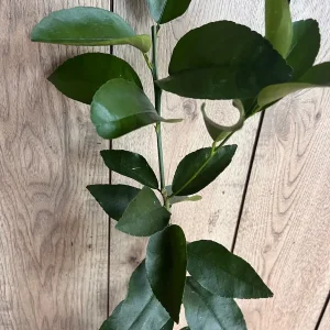 Blood Orange Tree Live Plant – Grafted Sinensis Moro – 1/2 Gallon Pot - Image 2