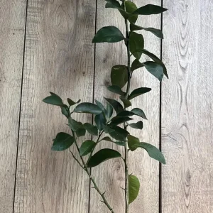 Blood Orange Tree Live Plant – Grafted Sinensis Moro – 1/2 Gallon Pot - Image 4