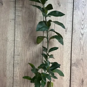 Blood Orange Tree Live Plant – Grafted Sinensis Moro – 1/2 Gallon Pot - Image 5