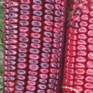 Bloody Butcher Red Corn Seeds - Heirloom Organic, High Protein, 100 Seeds - Image 6