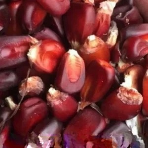 Bloody Butcher Red Corn Seeds - Heirloom Organic, High Protein, 100 Seeds - Image 8