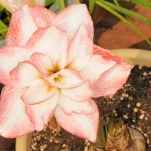 Blossom Peacock Amaryllis Bulbs - Double Bloom White with Pink/Red Accents (28/32 cm) - Image 2