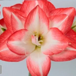 Blossom Peacock Amaryllis Bulbs - Double Bloom White with Pink/Red Accents (28/32 cm) - Image 1