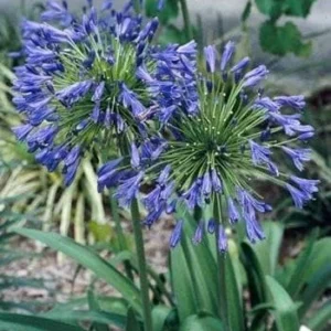 Blue Agapanthus Live Plant - Lily of the Nile, 3.5 inch Pot, Outdoor - Image 1