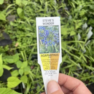 Blue Agapanthus Live Plant - Lily of the Nile, 3.5 inch Pot, Outdoor - Image 4